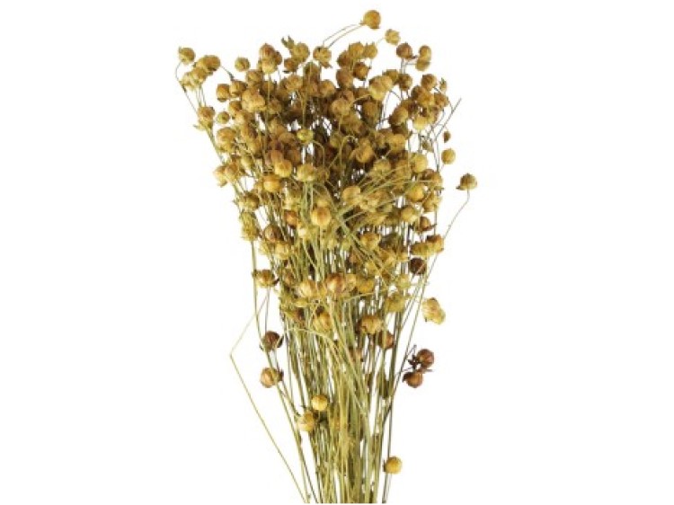 Jr13362 - jr farm flax 30g ca. | gnavernes univers Tørrede blomster til smådyr, ideelle til dekoration eller som legetøj for gnavere. Gnavernes univers tilbyder naturprodukter til kæledyr med fokus på velvære og leg. | gnavernes univers