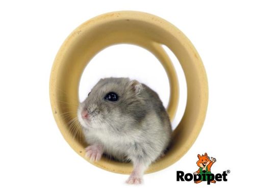 Et grå hamster sidder i en rulle fra RobiPet, der er designet til gnavere. Rullen giver mulighed for leg og udforskning i et sikkert miljø for små kæledyr.