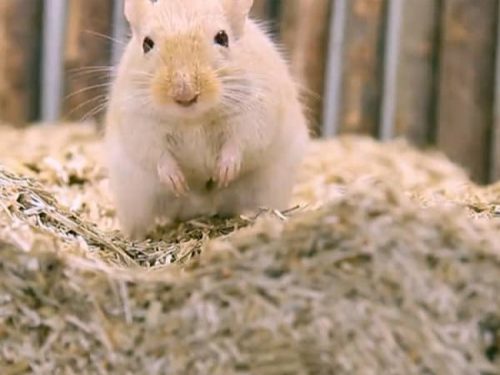 Gul hamster, der står på halm og ser nysgerrigt op, ideel til kæledyrselskere og gnaverudstyr.