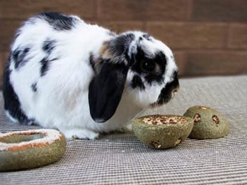 Sød dværgkanin ved siden af naturlige snacks i form af grøntsagsboller, ideelle til gnavere og små kæledyr. Perfekt til at stimulere tyggebehovet og sikre en sund kost.